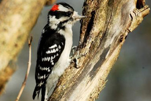 birding downy woodpecker
