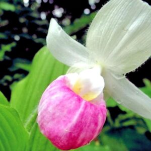 Lady Slipper State Flower