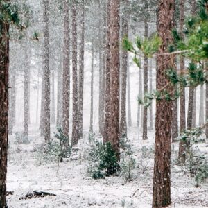 snowy-woods